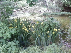 Irises
